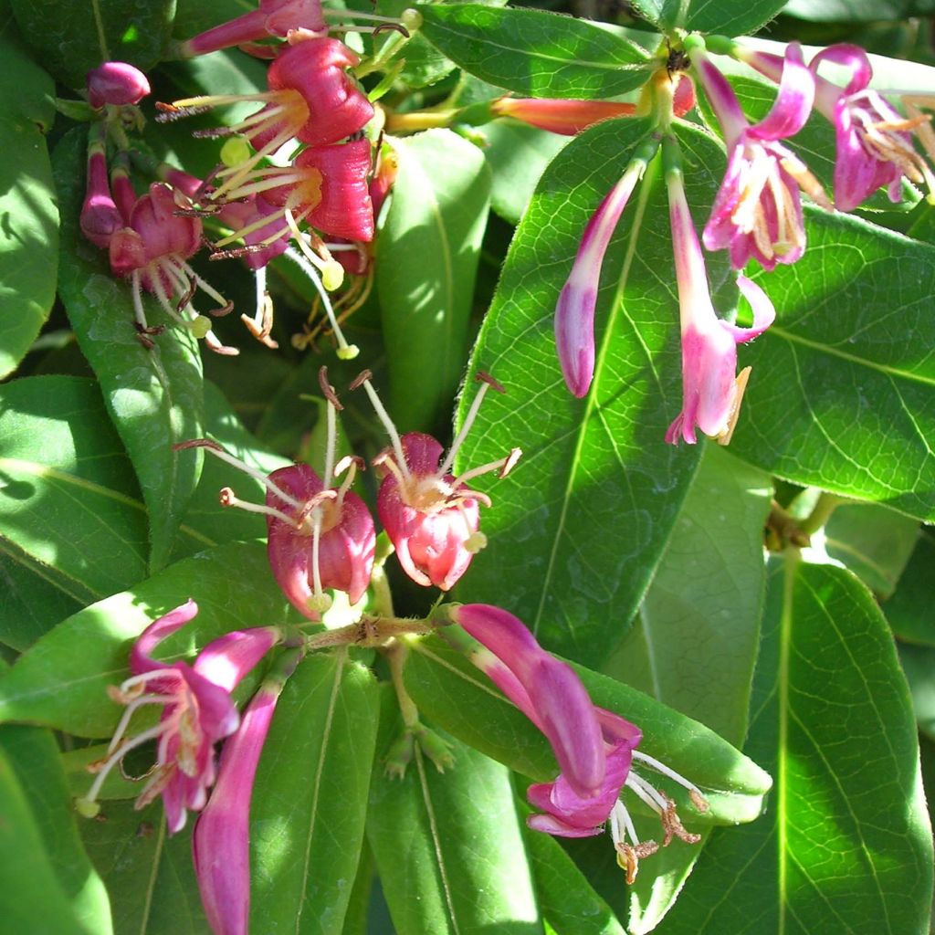 Lonicera henryi - Immergrünes Geißblatt