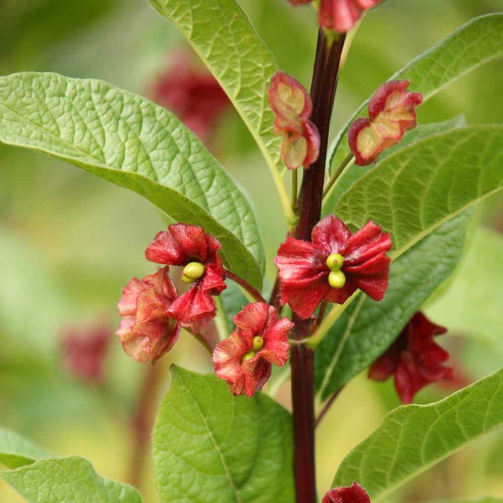 Lonicera involucrata var. ledebourii - Geißblatt