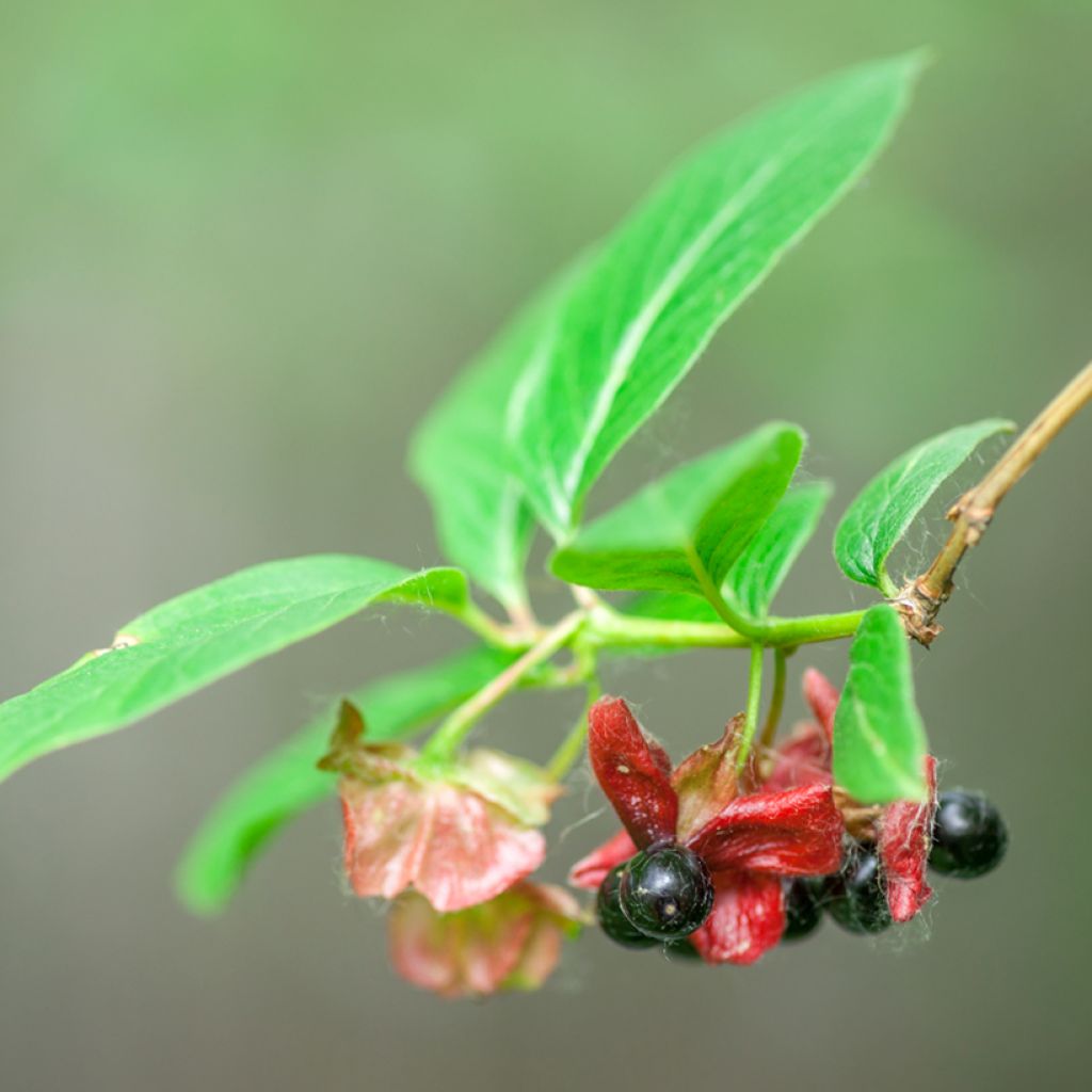 Lonicera involucrata var. ledebourii - Geißblatt