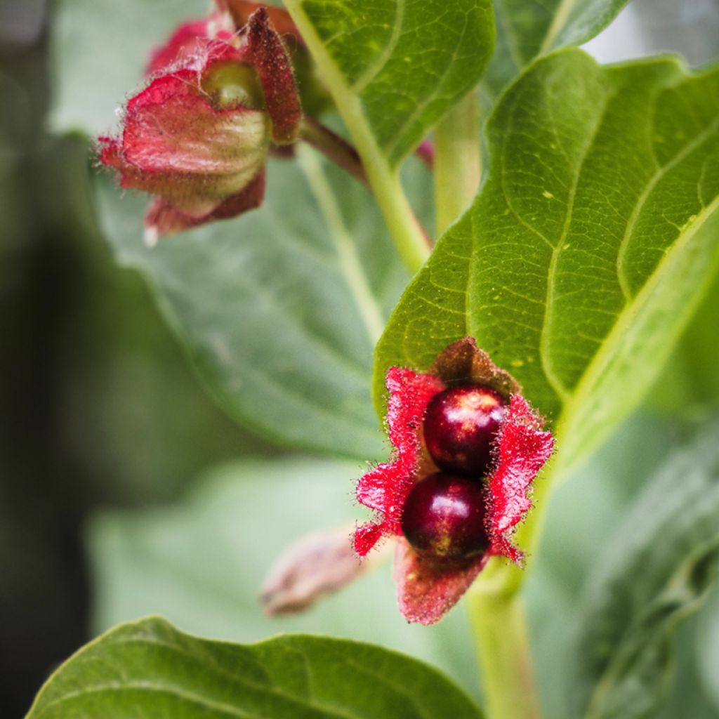 Lonicera involucrata var. ledebourii - Geißblatt