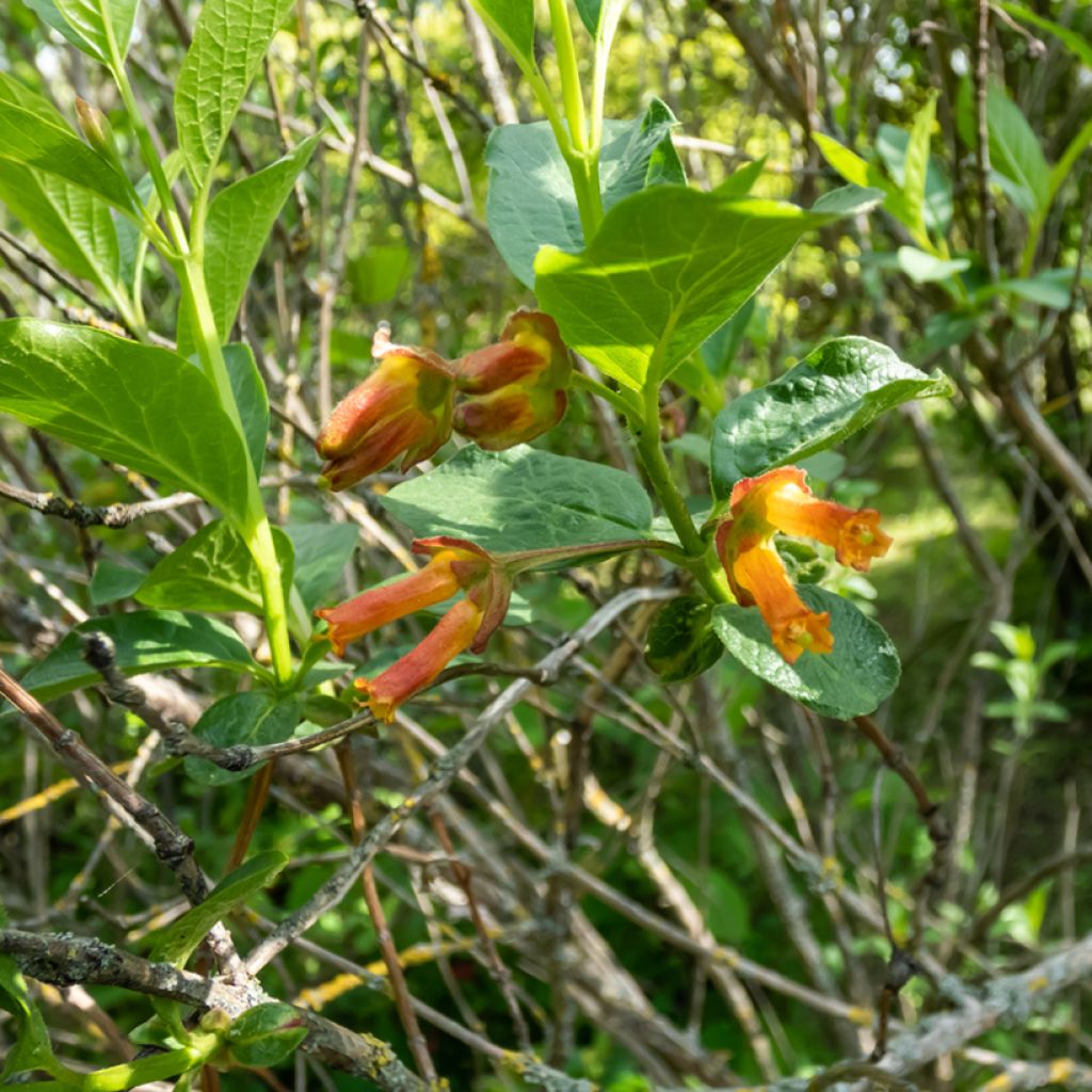 Lonicera involucrata var. ledebourii - Geißblatt