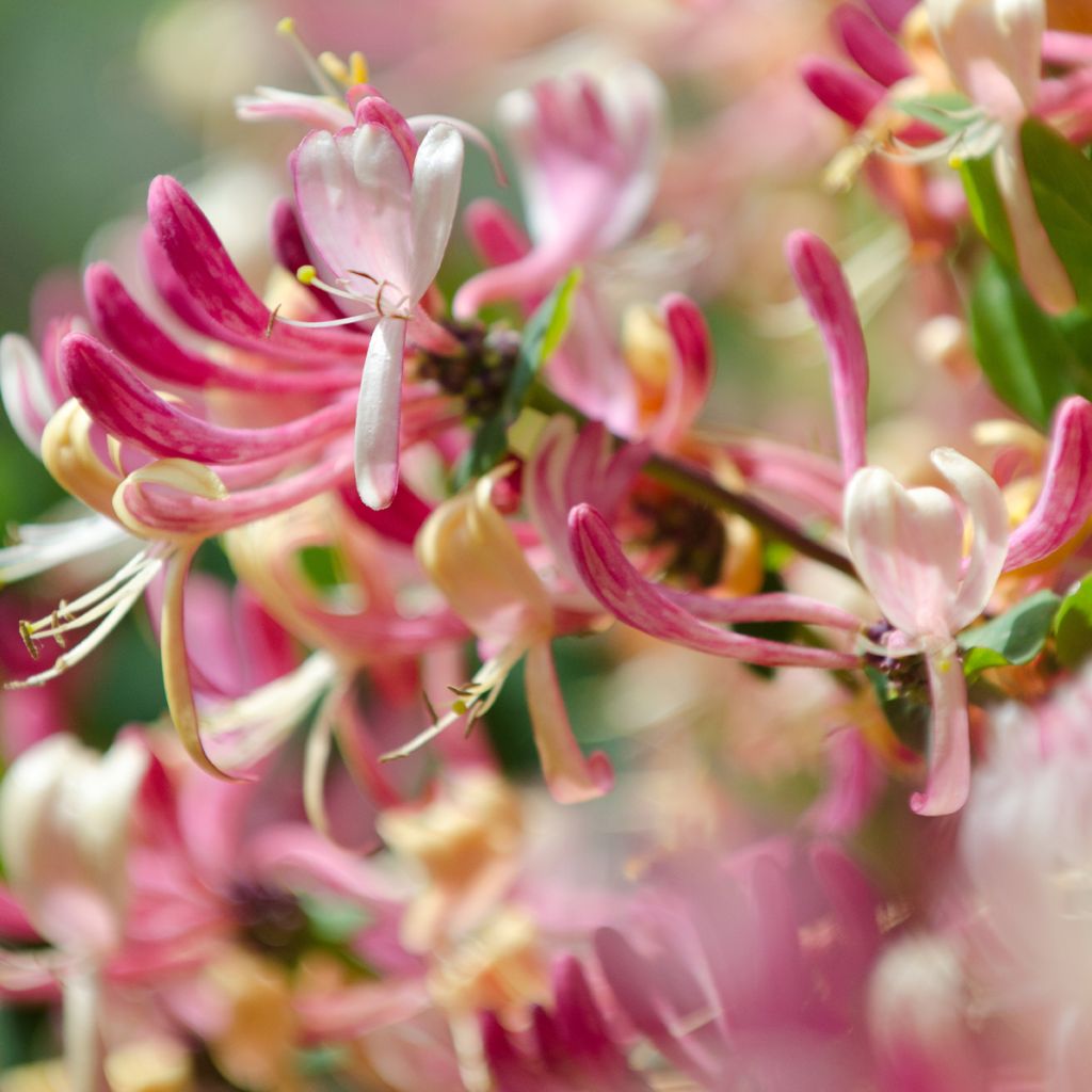 Lonicera japonica Dart's world - Japanisches Geißblatt