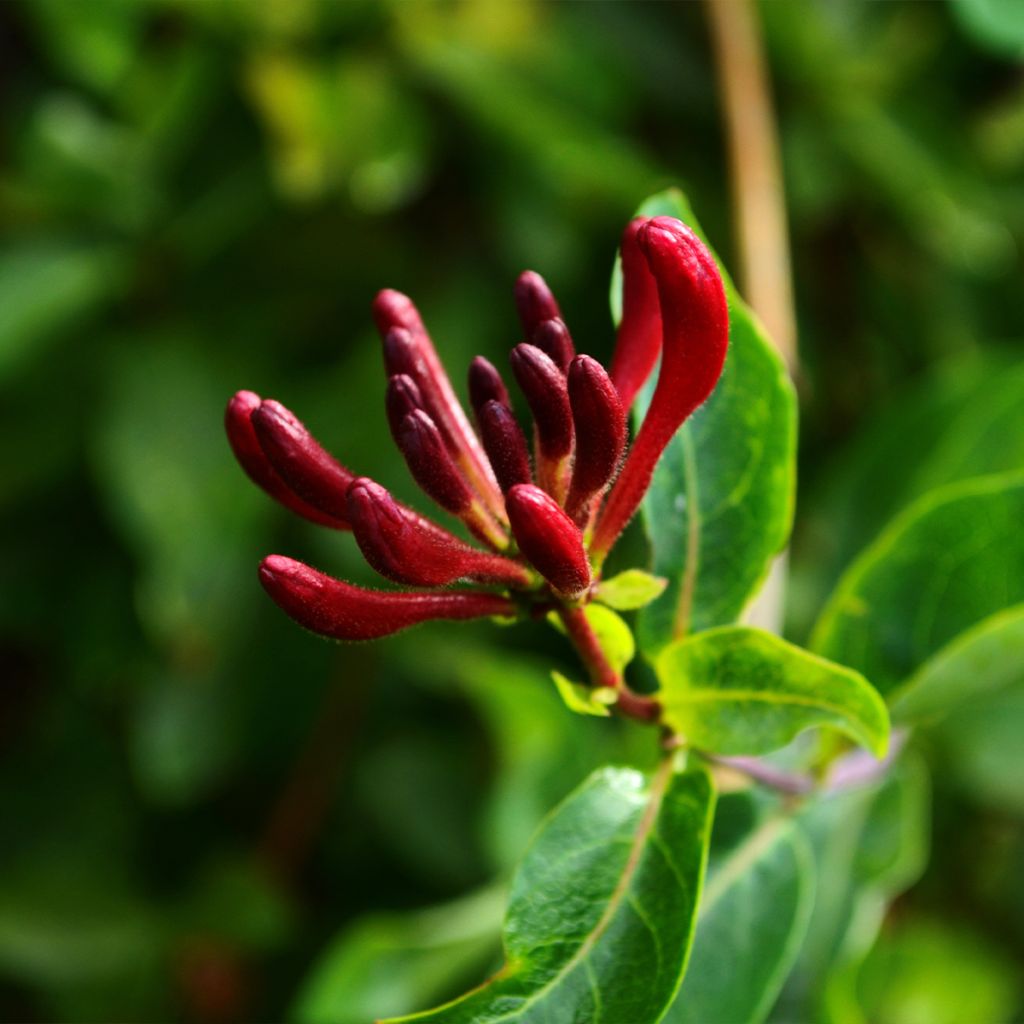 Lonicera japonica Dart's world - Japanisches Geißblatt