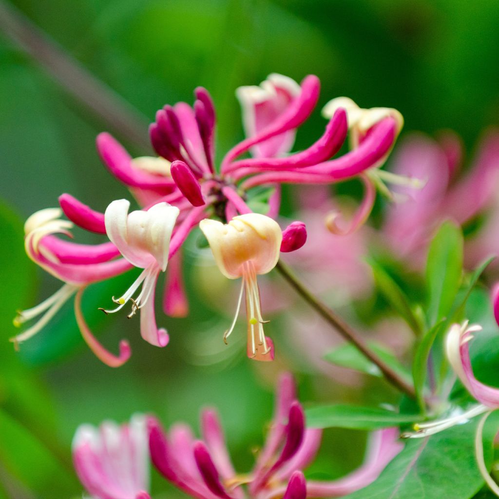 Lonicera japonica Dart's world - Japanisches Geißblatt