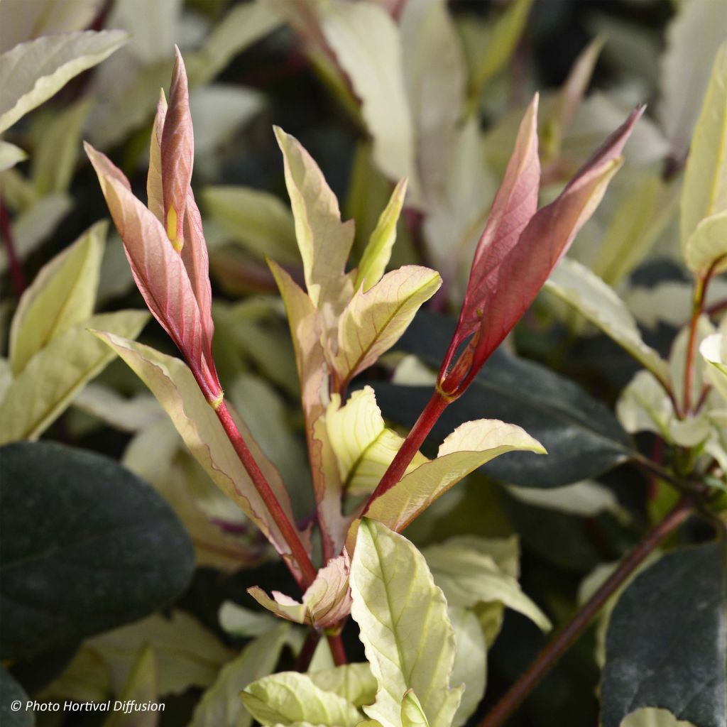 Lonicera japonica Pink Aperitif - Japanisches Geißblatt