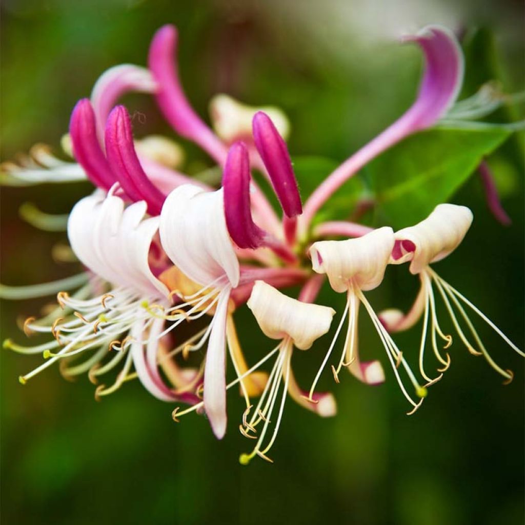 Lonicera japonica Sinensis - Japanisches Geißblatt