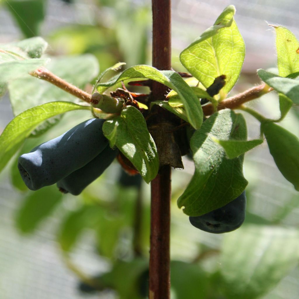 Heckenkirsche Diana - Lonicera kamtschatica