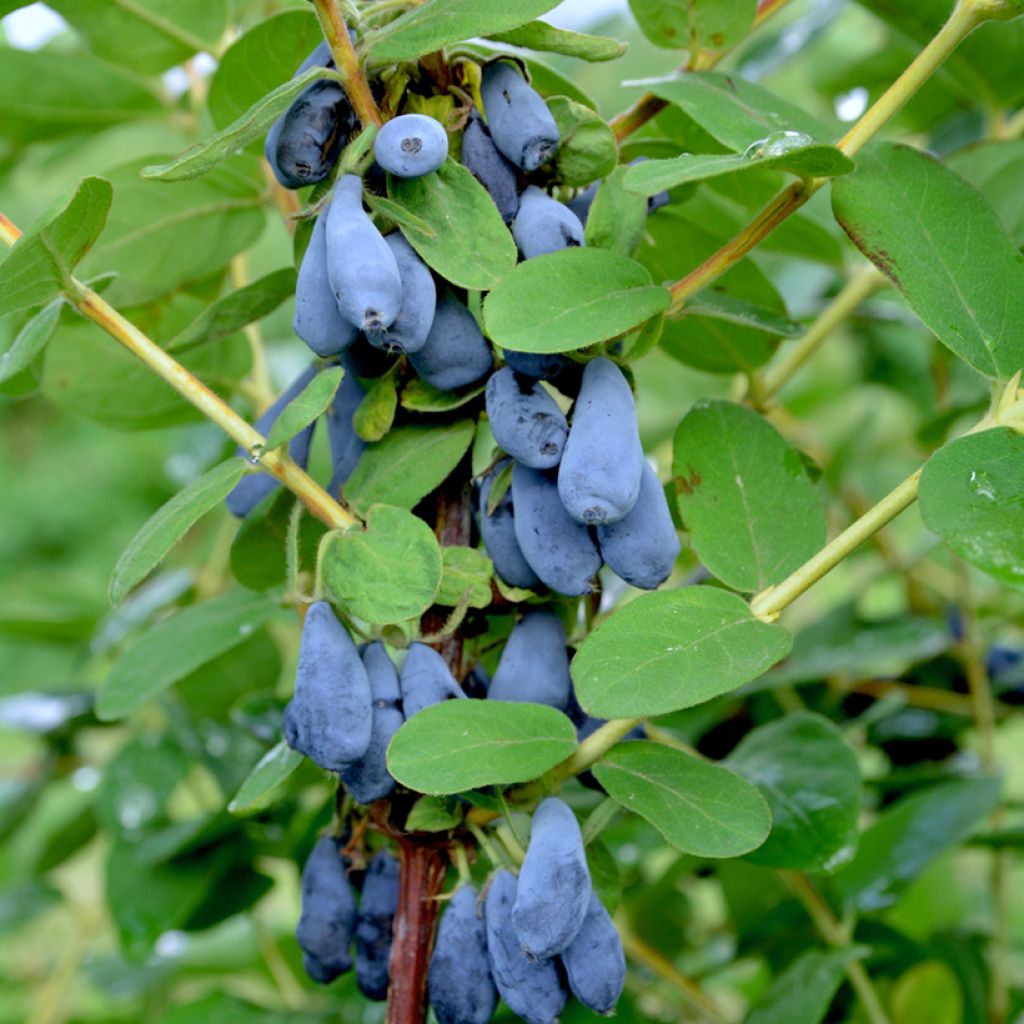 Heckenkirsche Siniczka - Lonicera kamtschatica