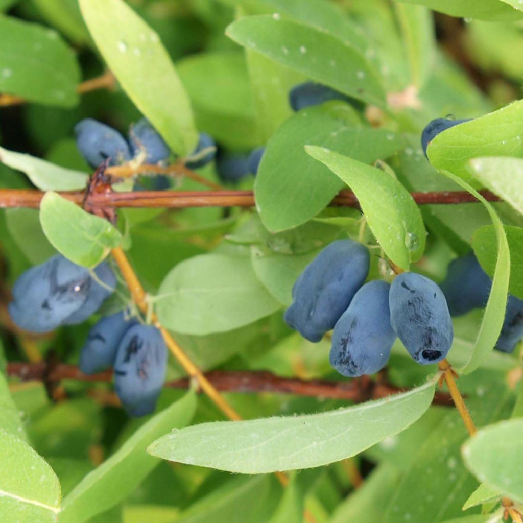 Heckenkirsche Sweet Myberry 'Borealis' - Lonicera kamtschatica