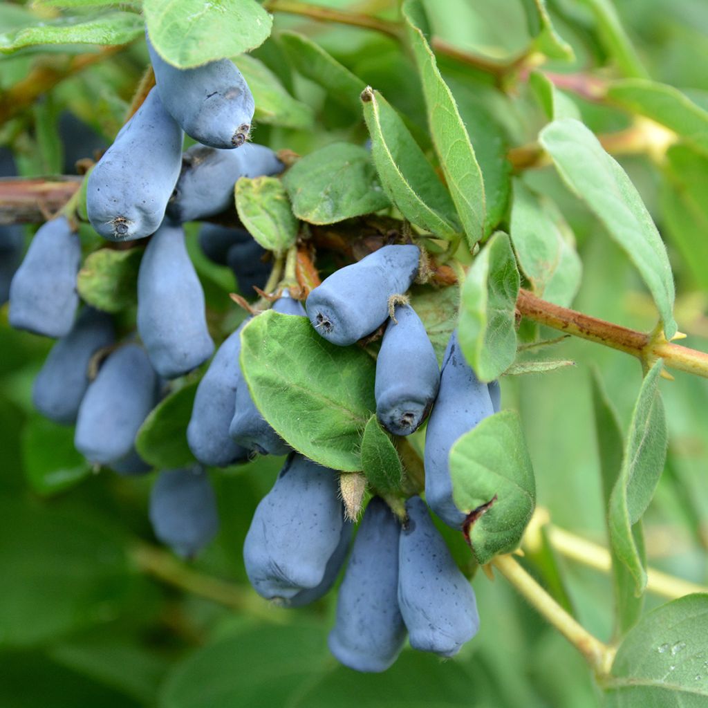 Heckenkirsche Zojka - Lonicera kamtschatica