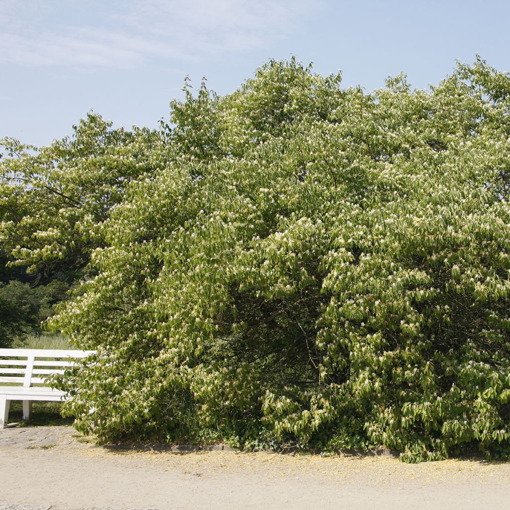 Lonicera maackii - Schirm-Heckenkirsche