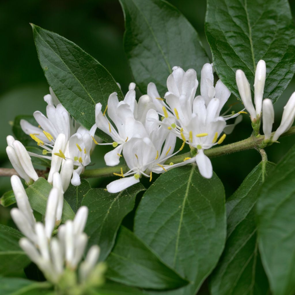 Lonicera maackii - Schirm-Heckenkirsche