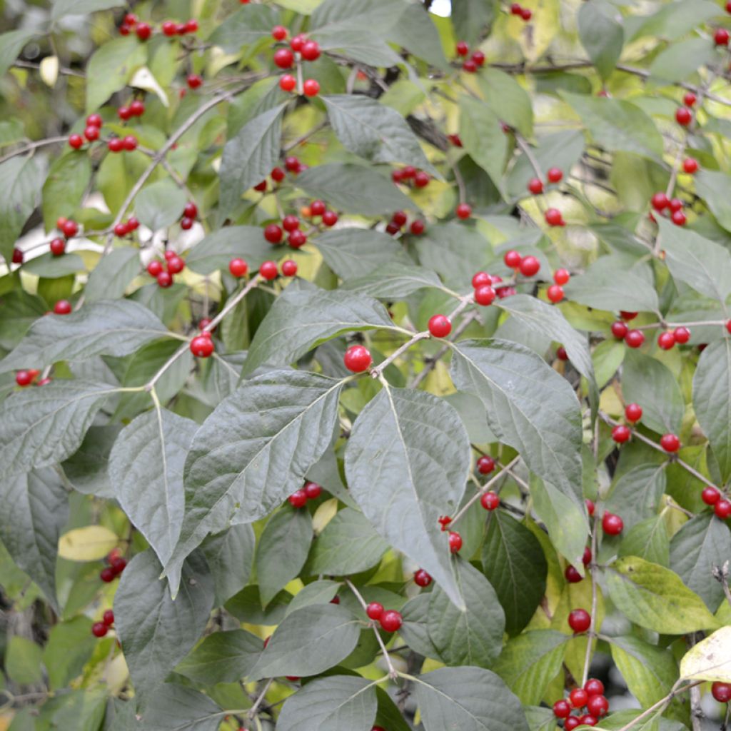 Lonicera maackii - Schirm-Heckenkirsche