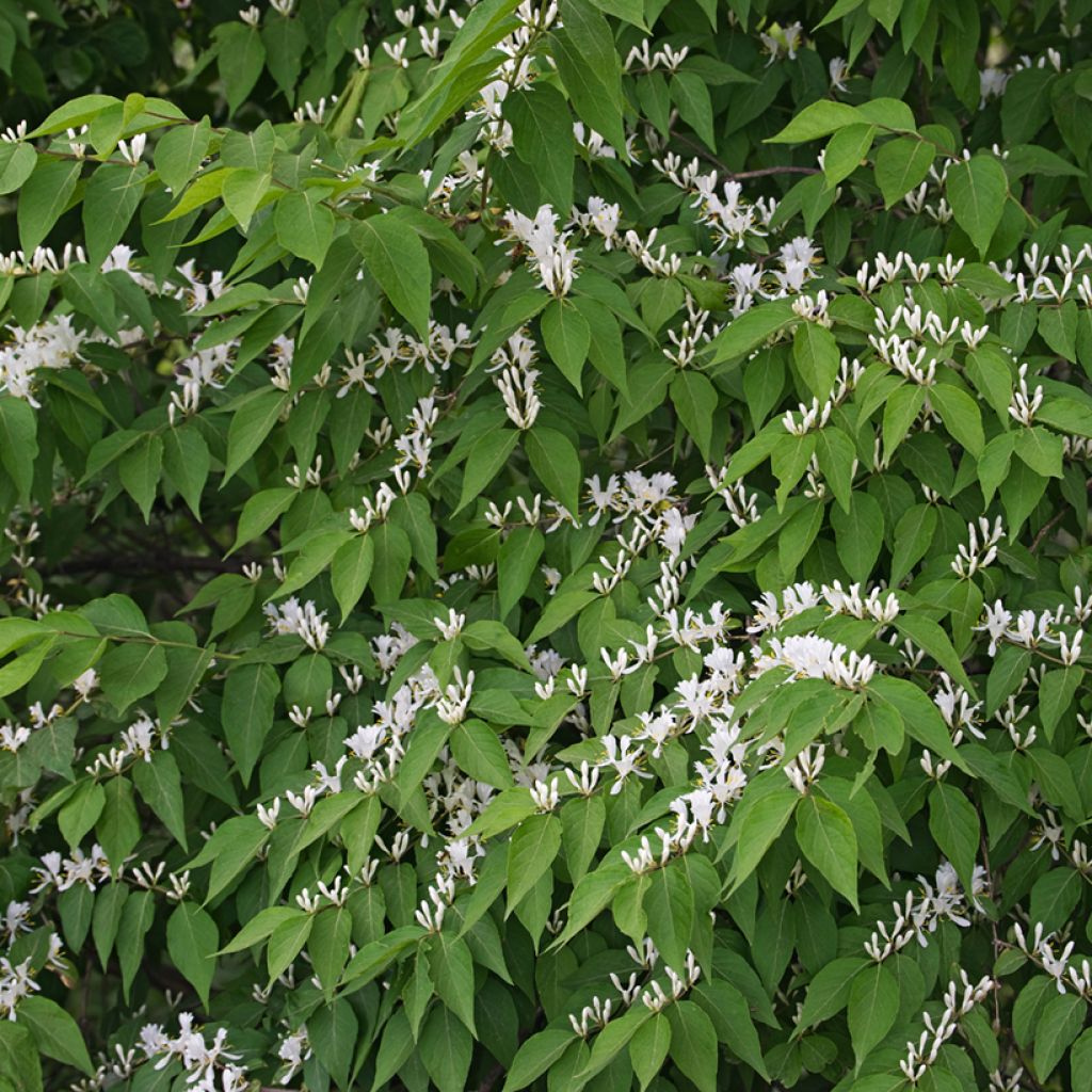 Lonicera maackii - Schirm-Heckenkirsche