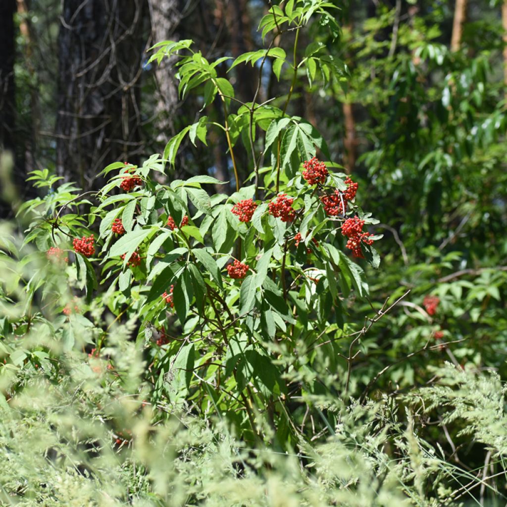 Lonicera maackii - Schirm-Heckenkirsche