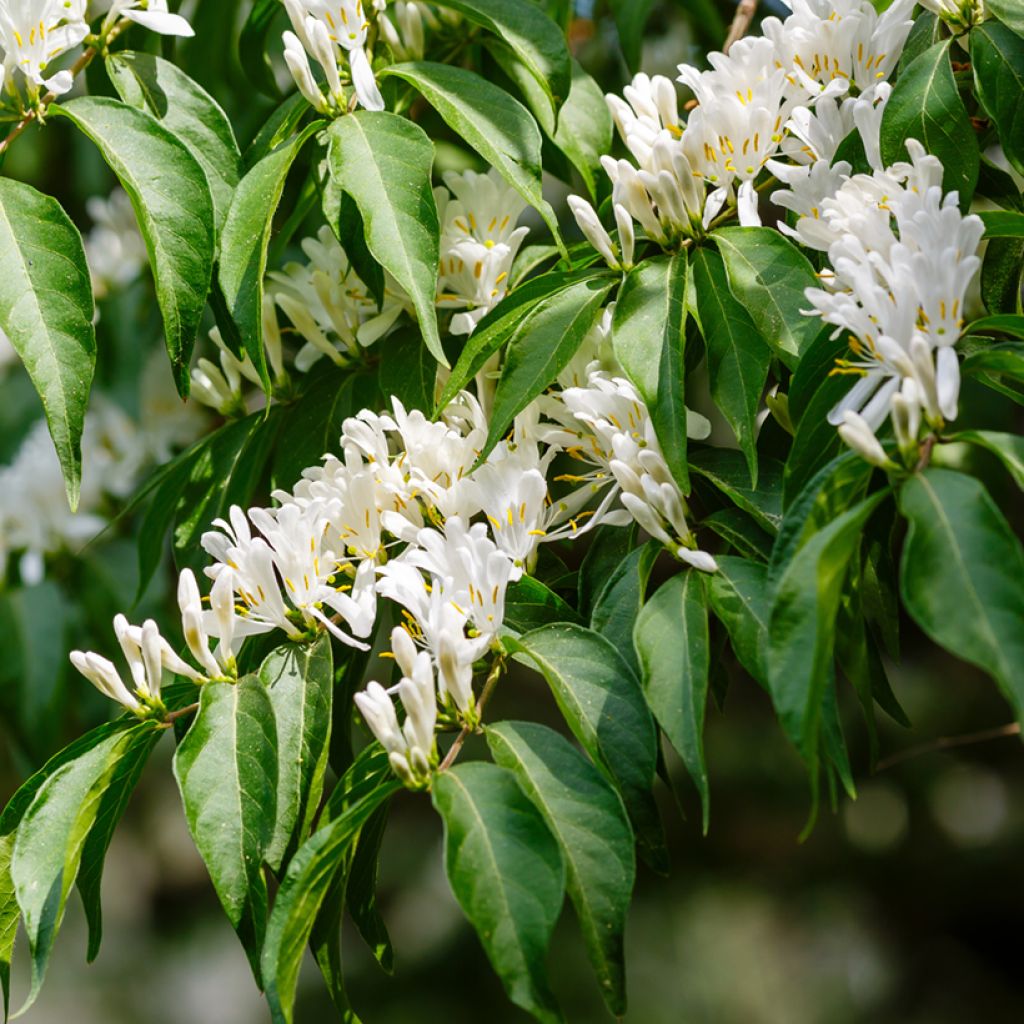 Lonicera maackii - Schirm-Heckenkirsche