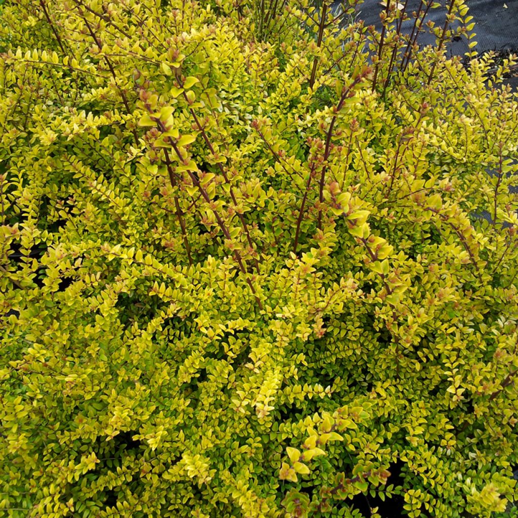 Lonicera nitida Baggesen's Gold - Heckenmyrte