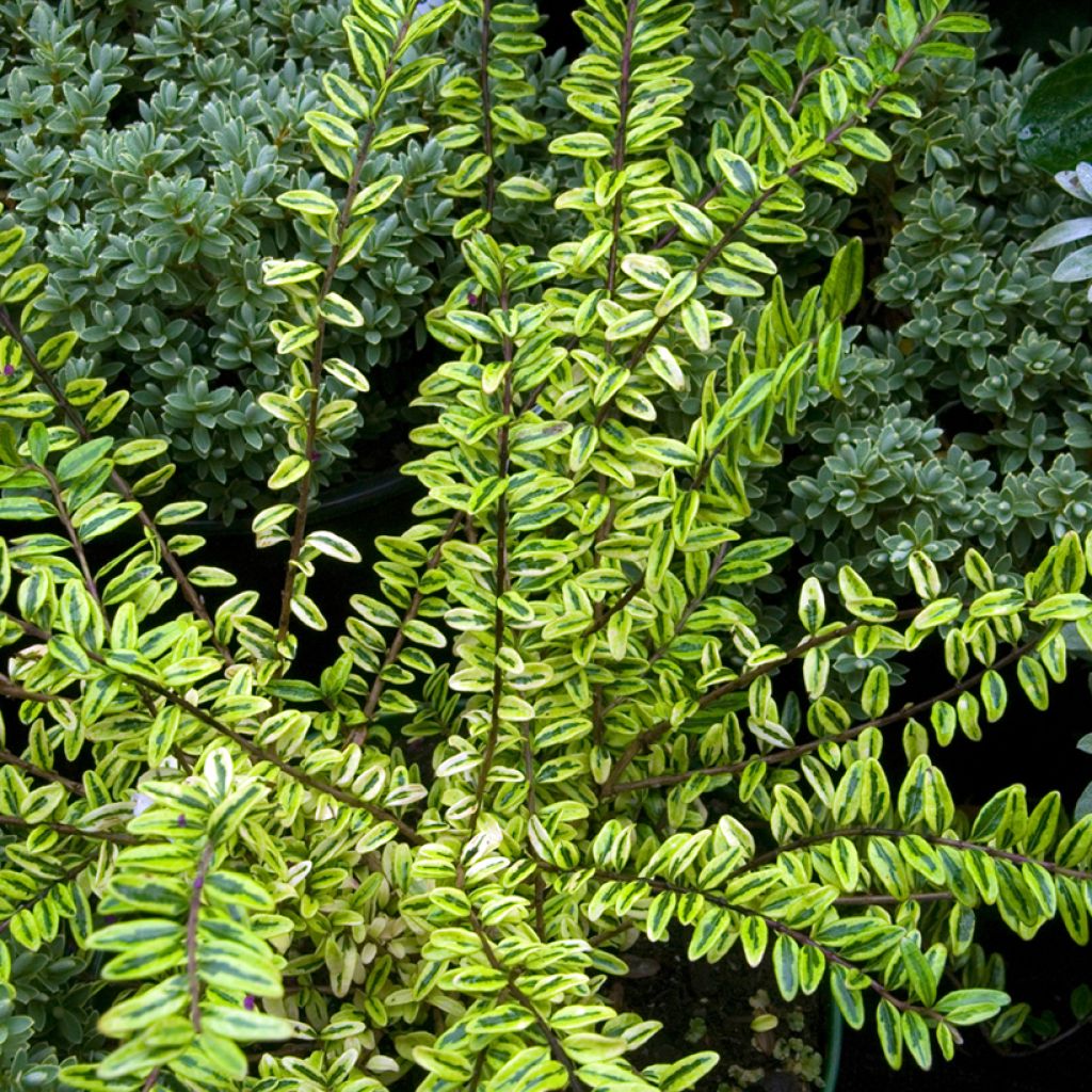 Lonicera nitida Lemon Beauty - Heckenmyrte