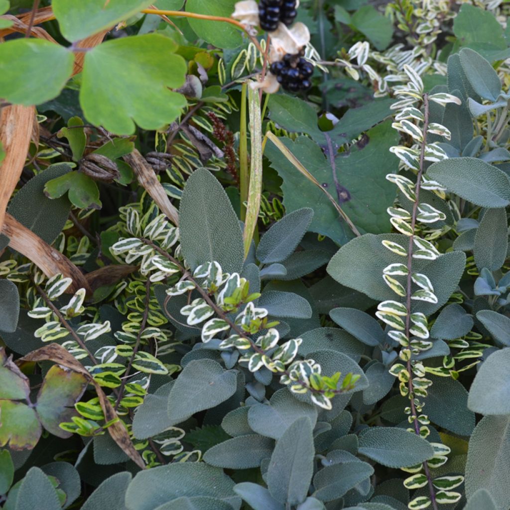 Lonicera nitida Lemon Beauty - Heckenmyrte