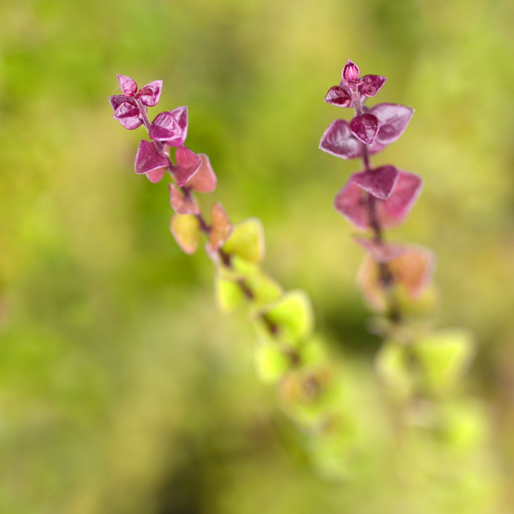 Lonicera nitida Red Tips - Heckenmyrte