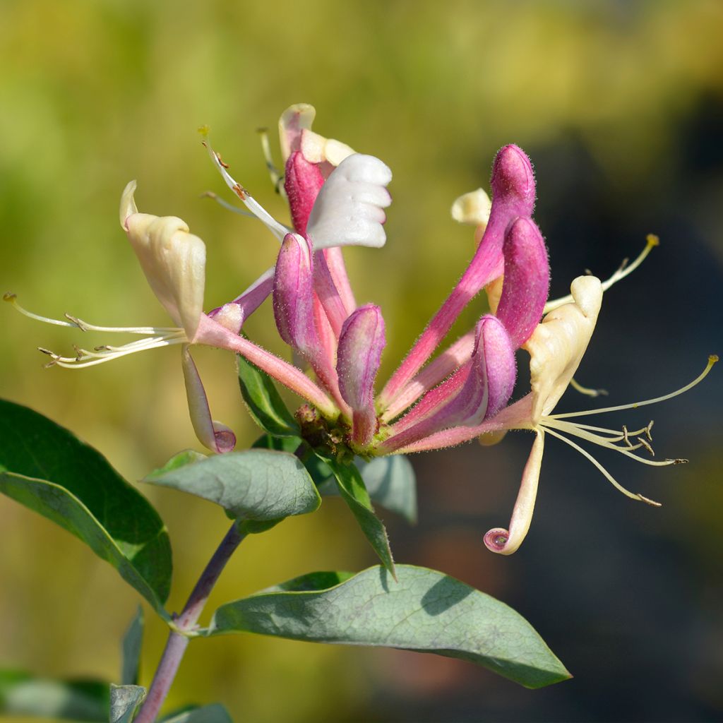 Lonicera periclymenum Belgica - Wald-Geißschlinge