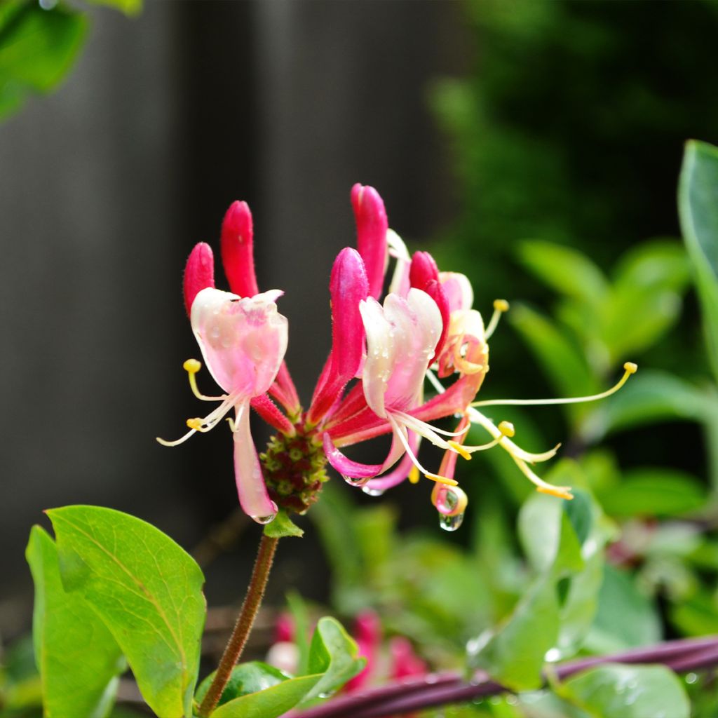 Chèvrefeuille - Lonicera periclymenum Belgica