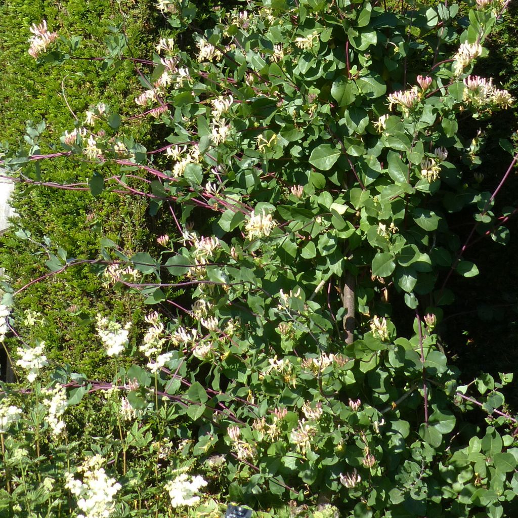 Lonicera periclymenum Graham thomas - Wald-Geißschlinge