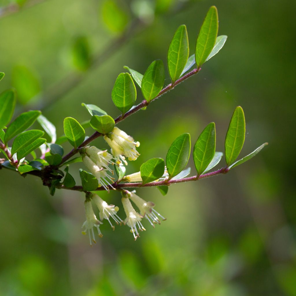 Lonicera pileata - Böschungsmyrthe