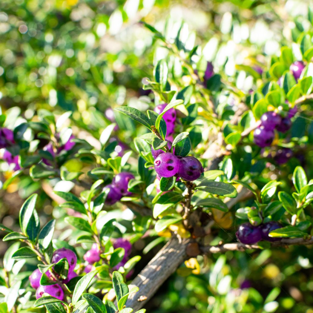 Lonicera pileata - Böschungsmyrthe