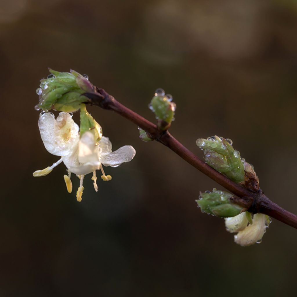 Lonicera purpusii Winter Beauty - Winter-Heckenkirsche