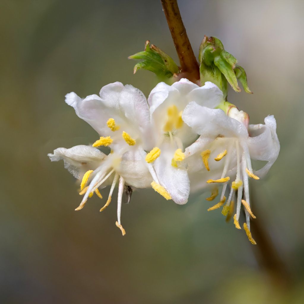 Lonicera purpusii Winter Beauty - Winter-Heckenkirsche