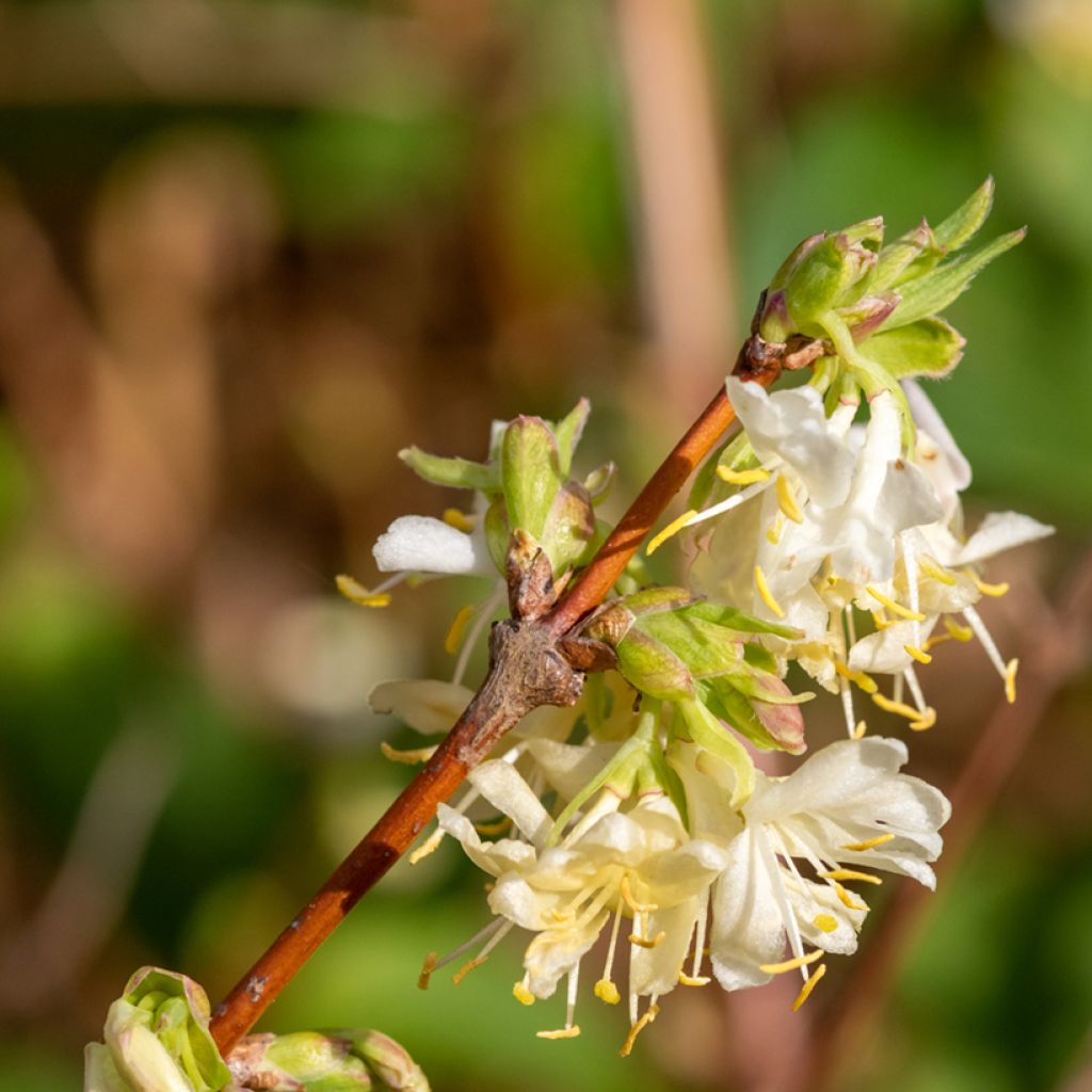 Lonicera purpusii Winter Beauty - Winter-Heckenkirsche