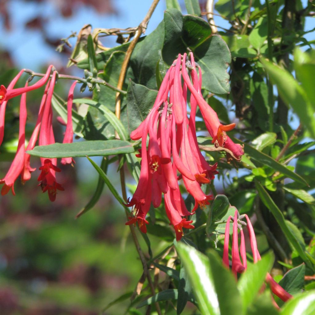 Lonicera sempervirens Cedar Lane - Immergrünes Geißblatt