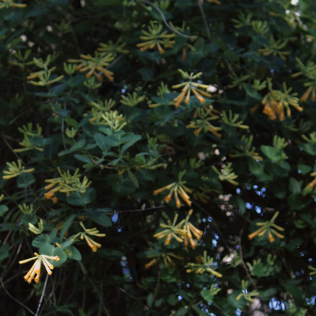 Chèvrefeuille - Lonicera sempervirens John Clayton