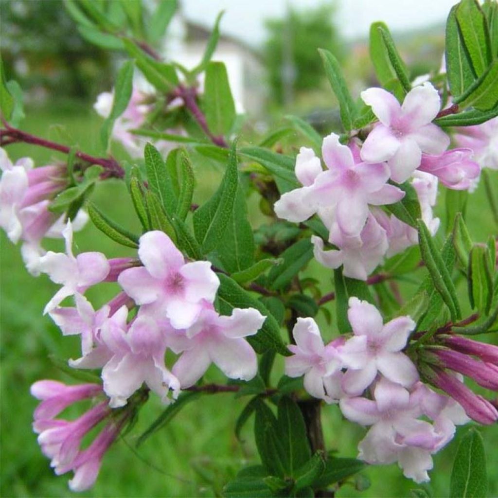 Lonicera syringantha - Heckenkirsche