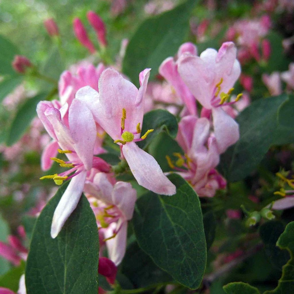 Lonicera tatarica - Tatarische Heckenkirsche