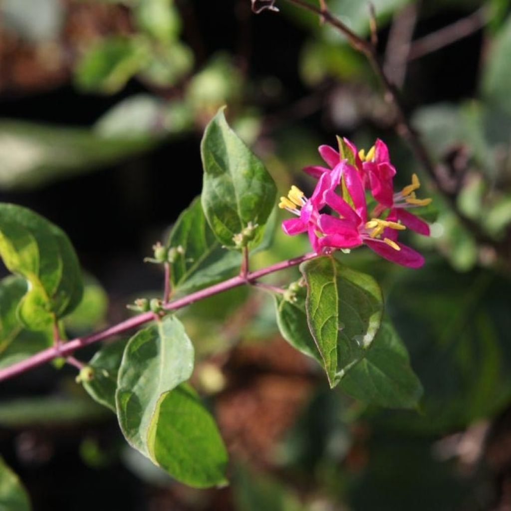 Lonicera tatarica Arnold Red - Tatarische Heckenkirsche