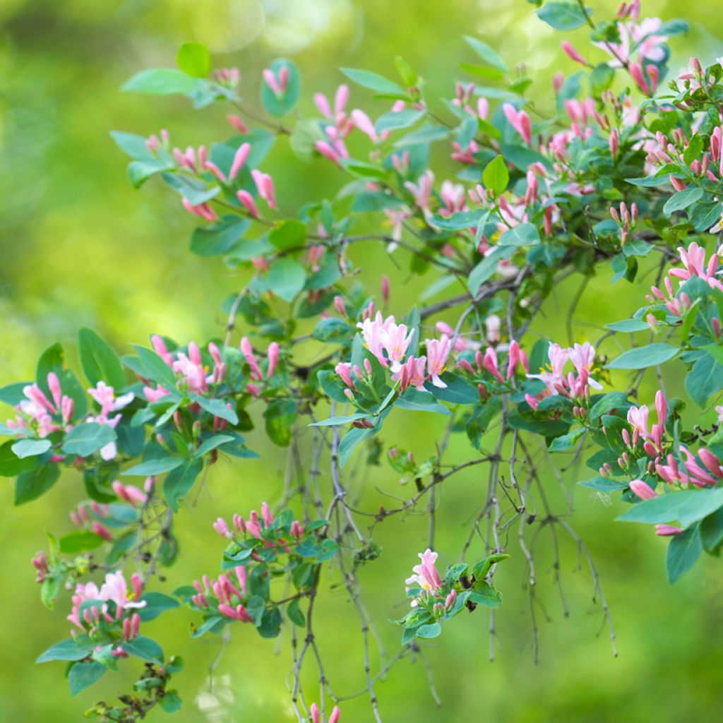 Lonicera tatarica - Tatarische Heckenkirsche