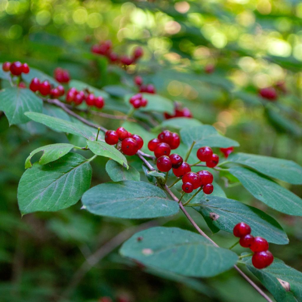 Lonicera tatarica - Tatarische Heckenkirsche