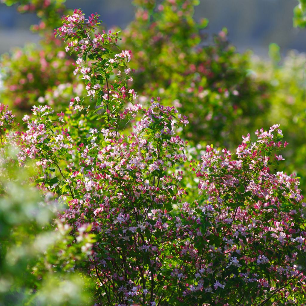 Lonicera tatarica - Tatarische Heckenkirsche