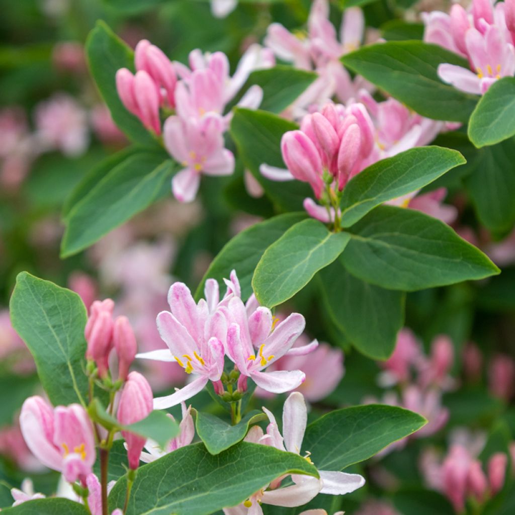 Lonicera tatarica - Tatarische Heckenkirsche