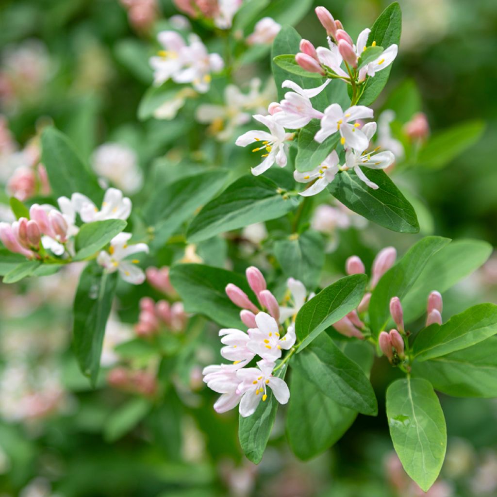 Lonicera tatarica - Tatarische Heckenkirsche