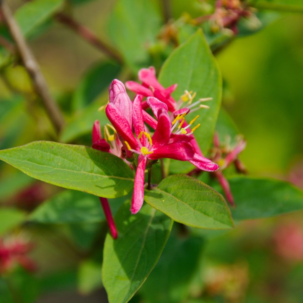 Lonicera tatarica Hack's Red - Tatarische Heckenkirsche