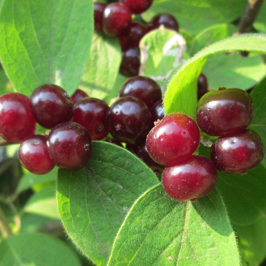 Lonicera xylosteum - Chèvrefeuille des haies