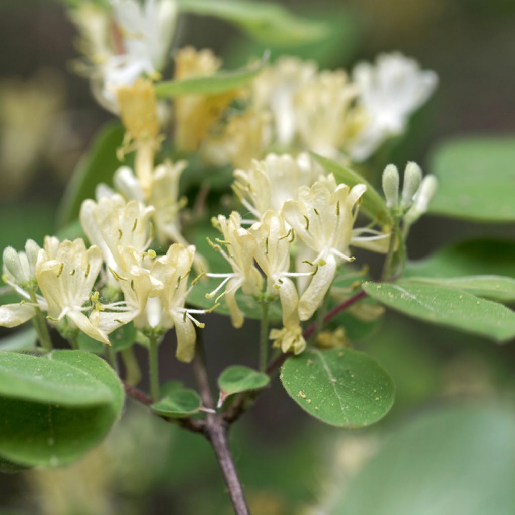 Lonicera xylosteum - Geißblatt