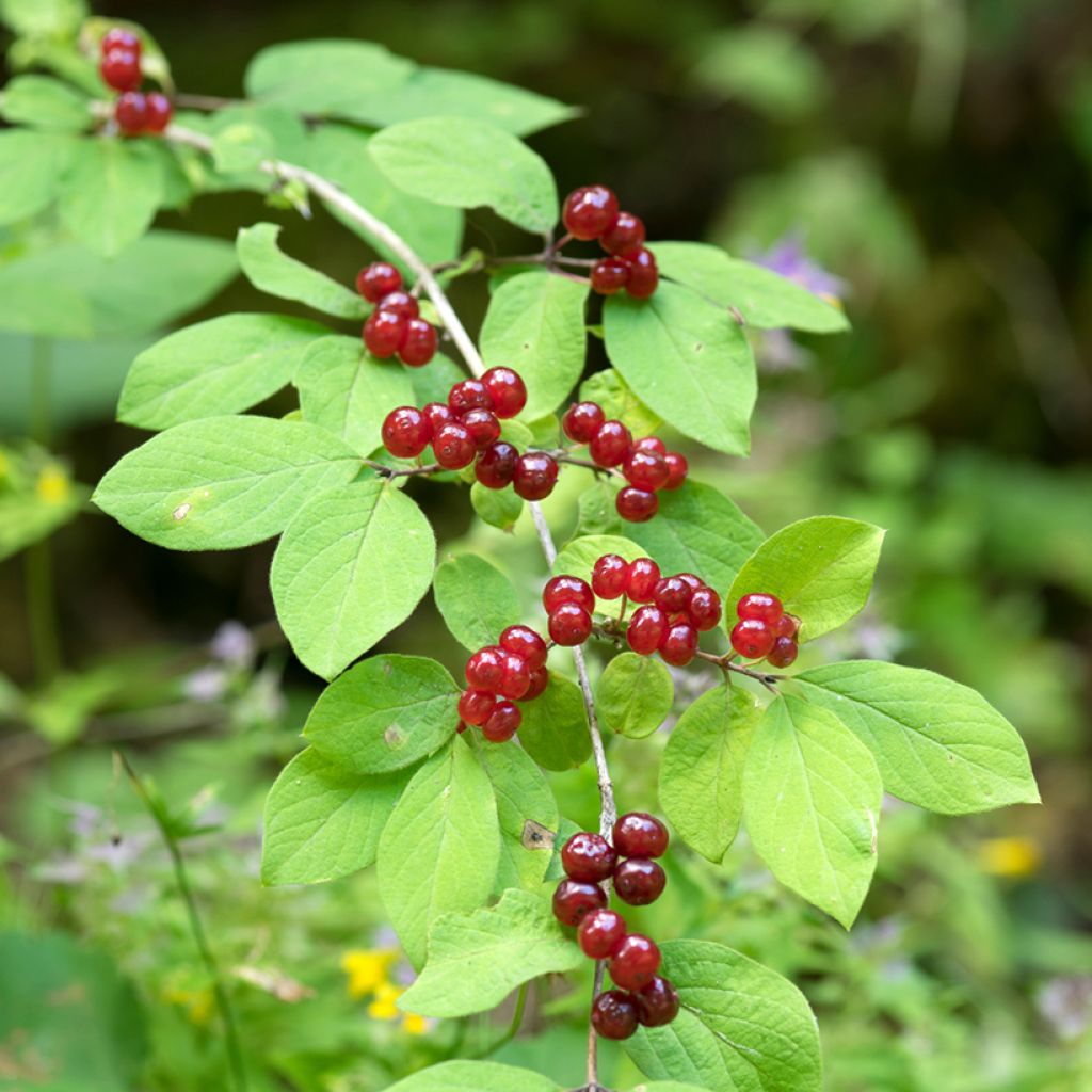 Lonicera xylosteum - Geißblatt