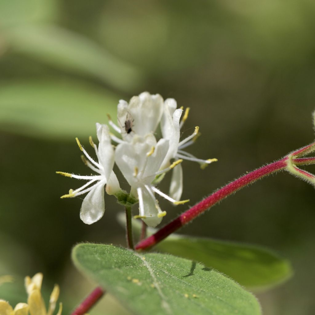 Lonicera xylosteum - Geißblatt