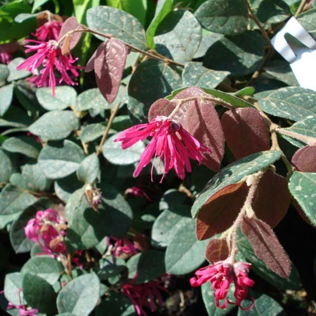 Loropetalum Chinense Fire dance