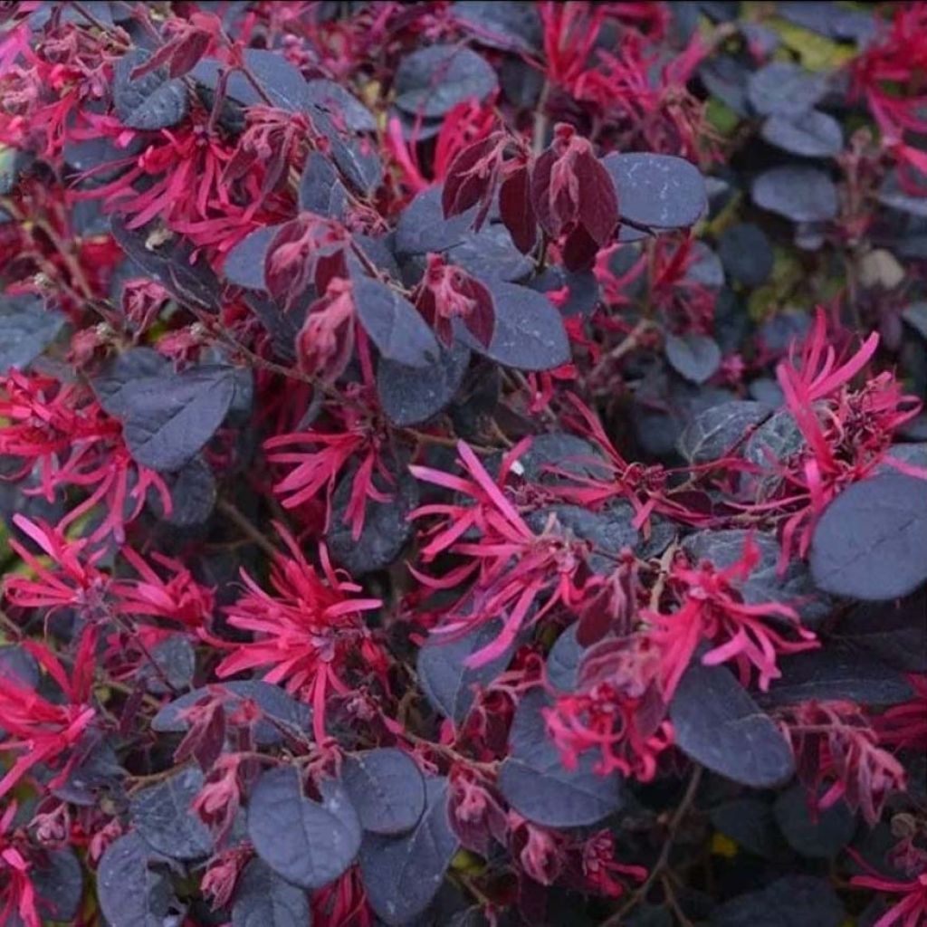 Loropetalum chinense Black Pearl - Riemenblüte