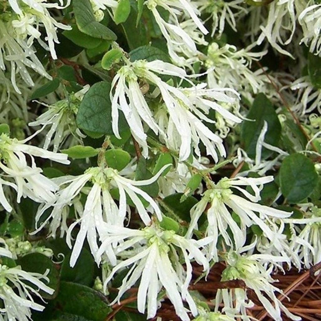 Loropetalum chinense Carolina Moonlight - Riemenblüte